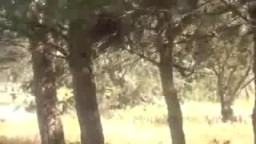 شاهد مذبحة الأمن السوري في صيدا